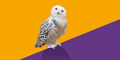 Schneeeule vor orange-violettem Hintergrund